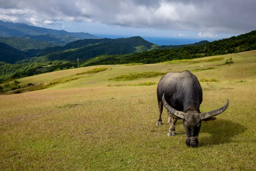 東北角秘境桃源谷水牛