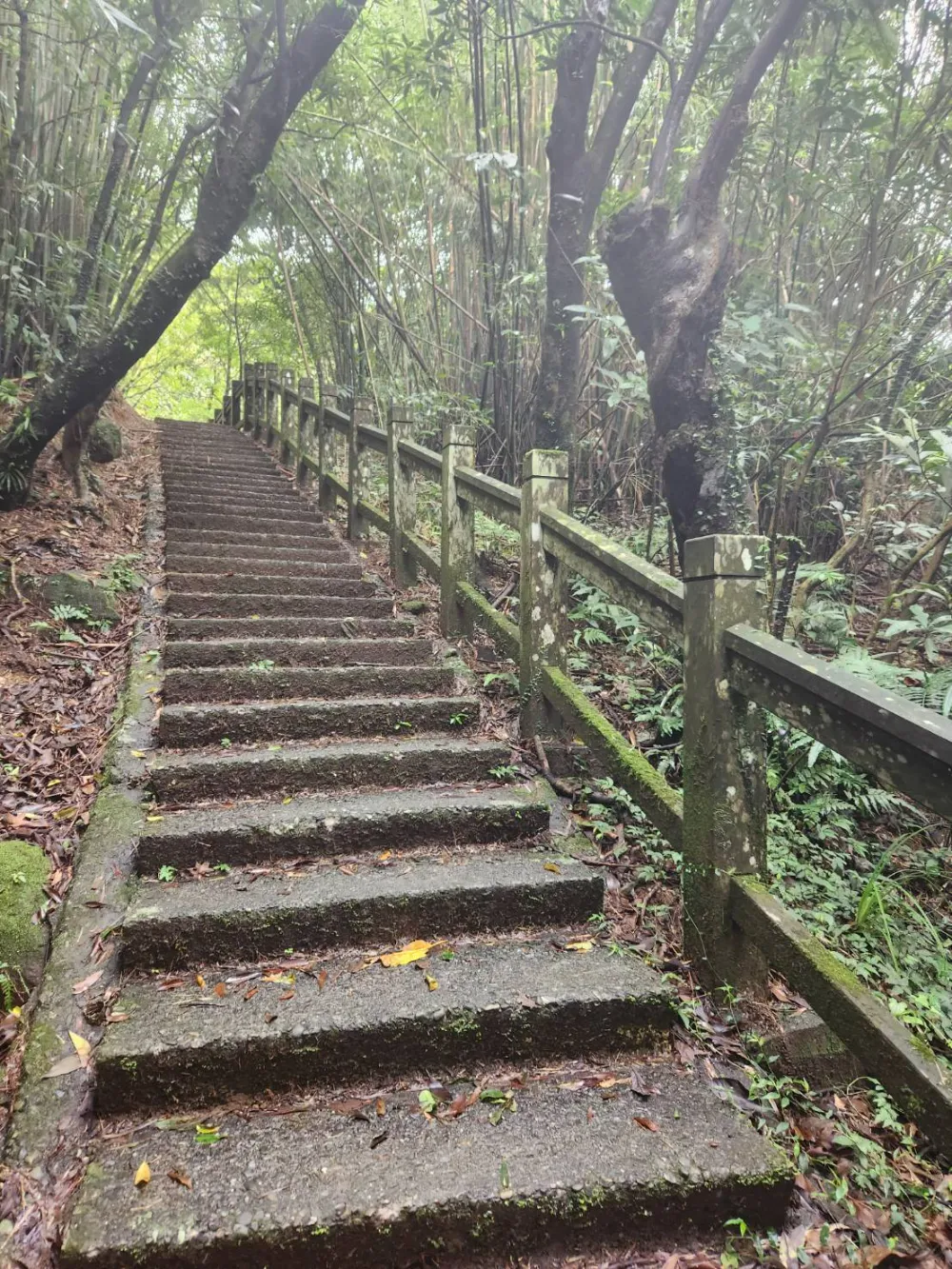 東北角秘境桃源谷步道竹林