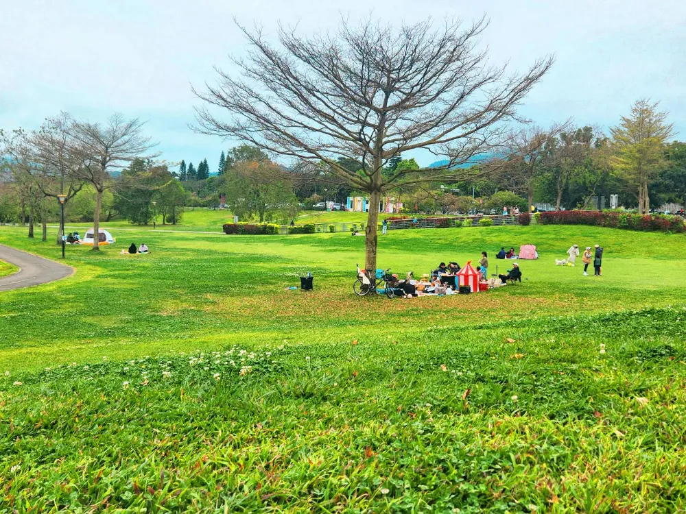 新北賞櫻景點陽光運動公園草地野餐