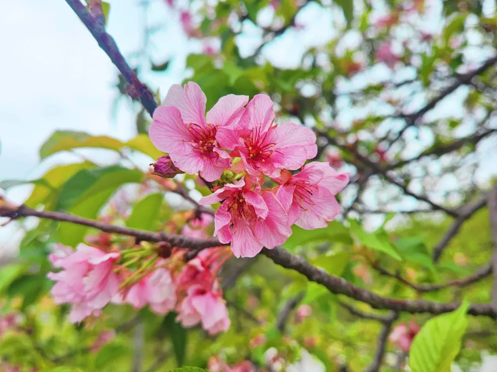 新北賞櫻景點》陽光運動公園，河津櫻盛開！在櫻花圍繞下幸福野餐