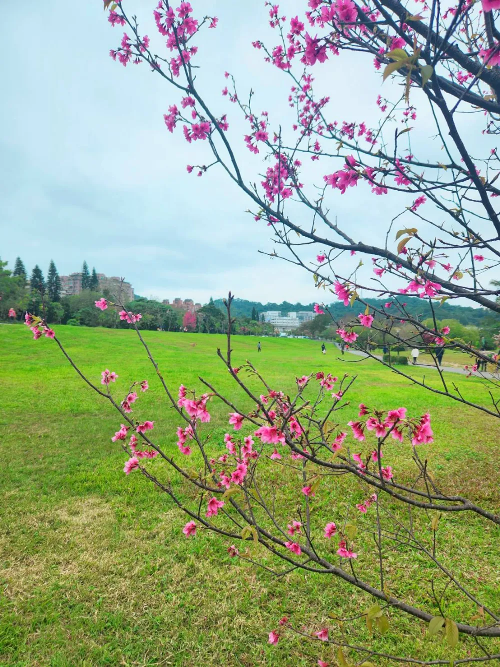 新北賞櫻景點陽光運動公園草地野餐