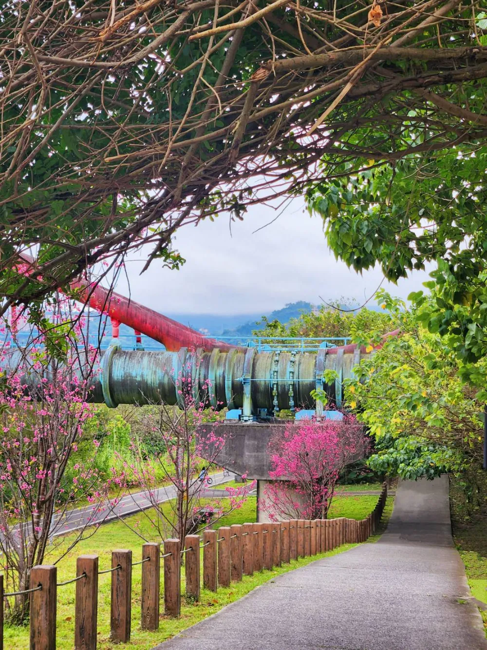 新北賞櫻景點陽光運動公園櫻花步道