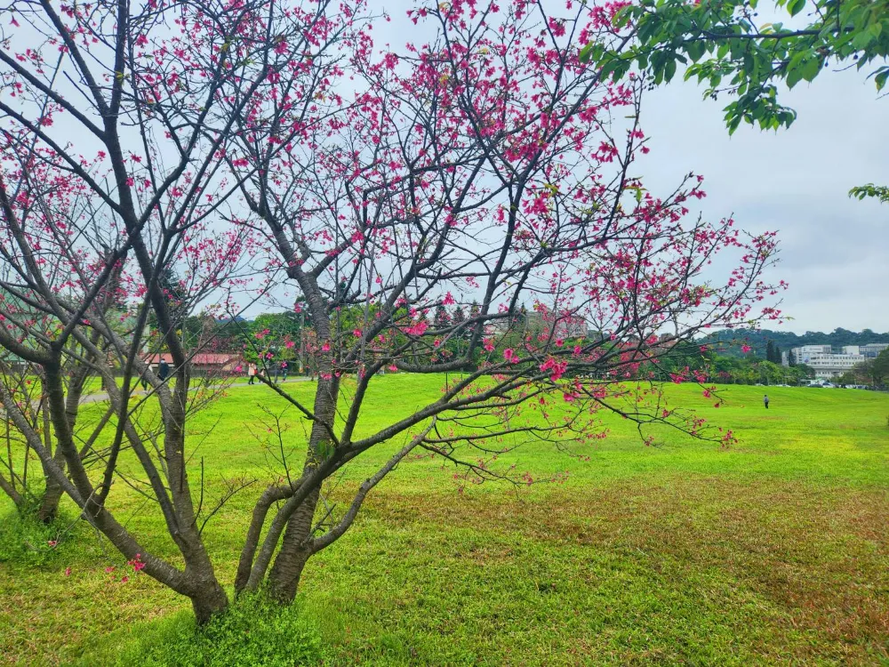 新北賞櫻景點陽光運動公園櫻花