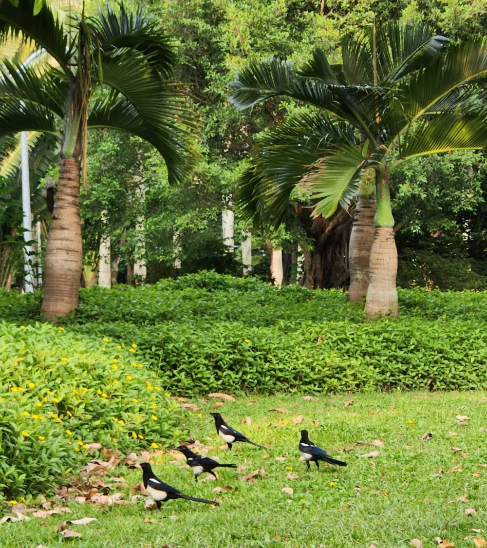大安森林公園賞鳥
