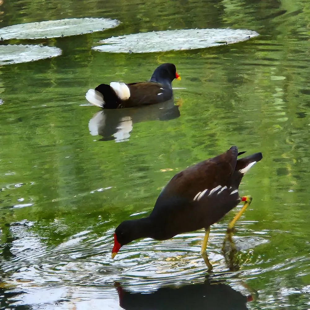 大安森林公園活水飛輪鳥游泳