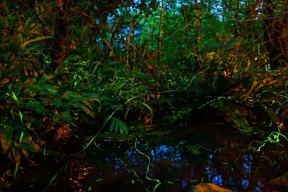 大安森林公園螢火蟲季