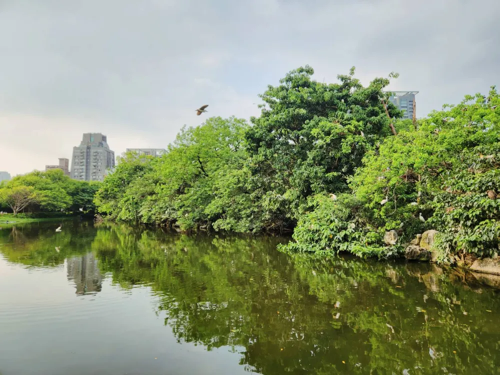 大安森林公園生態水池