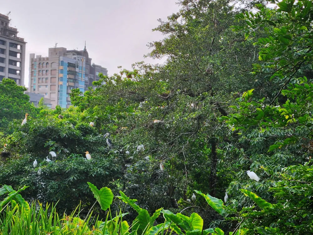 大安森林公園生態水池