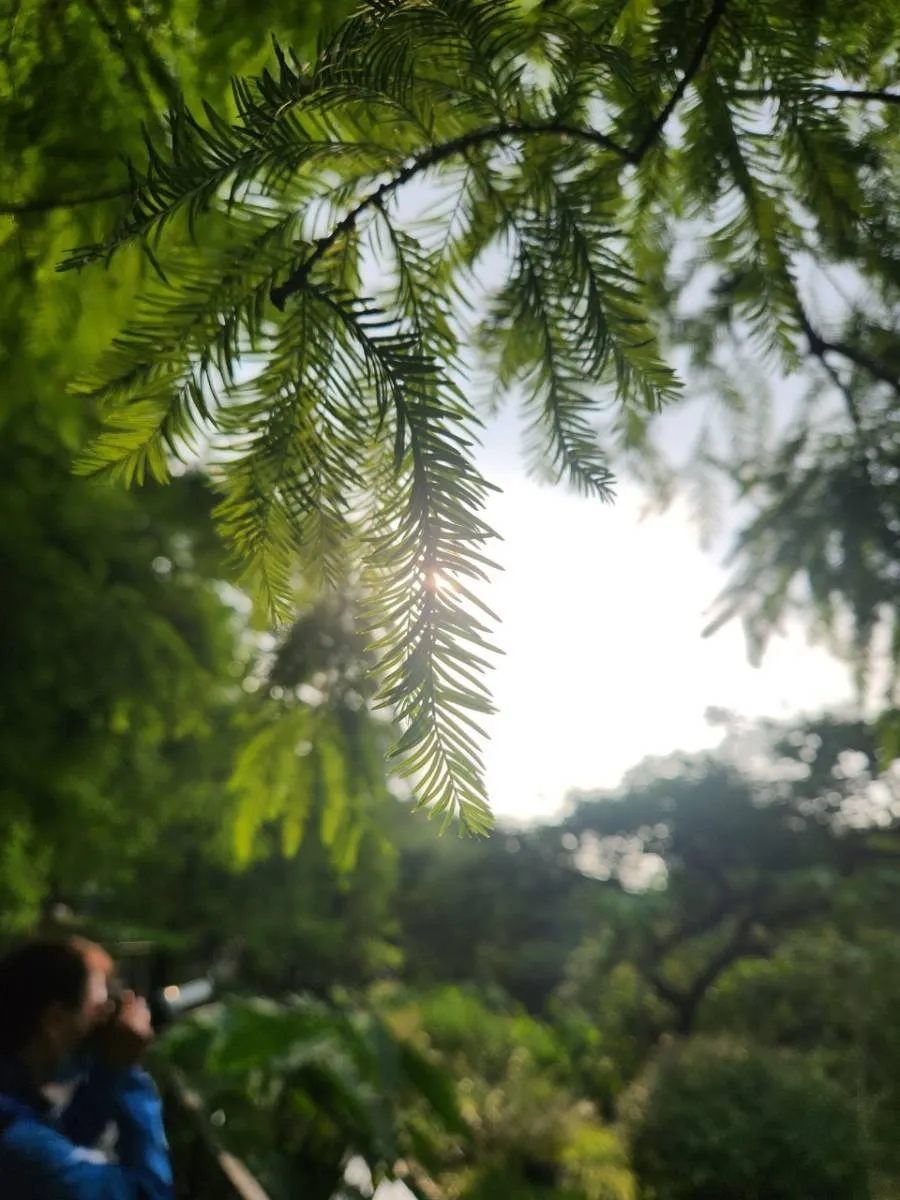 大安森林公園生態水池落雨松