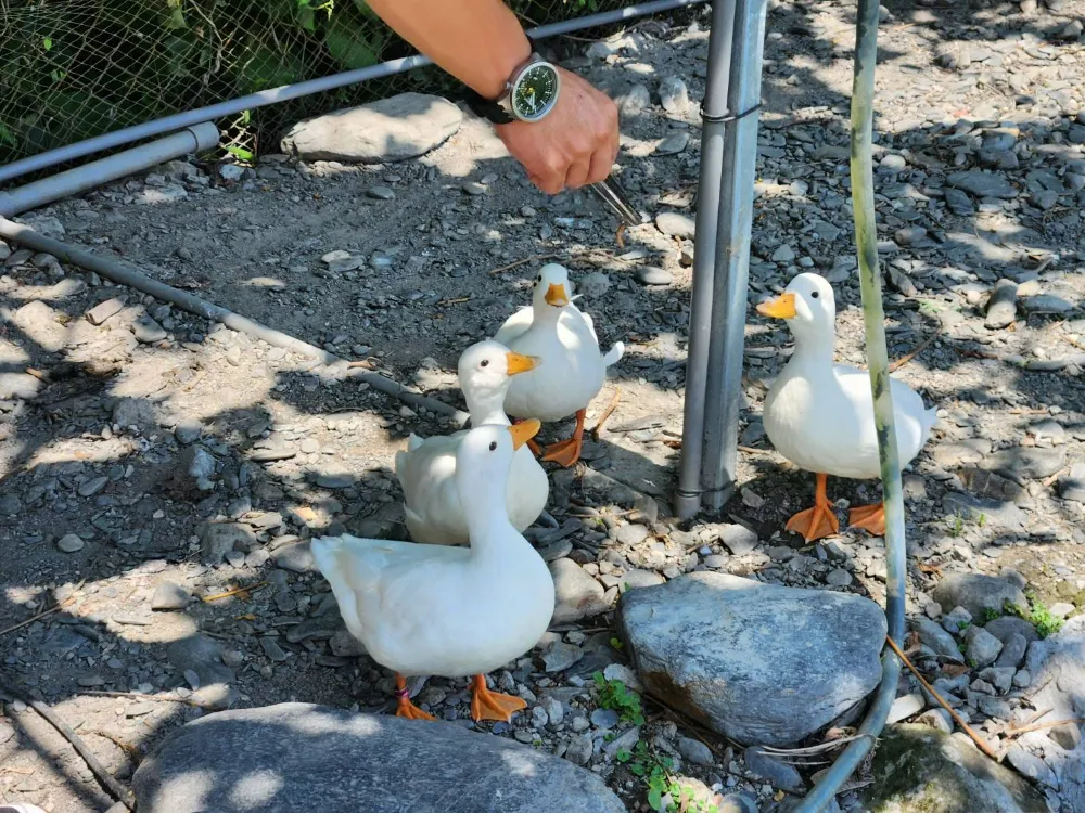 宜蘭冬山親子景點慢吞吞農場柯爾鴨