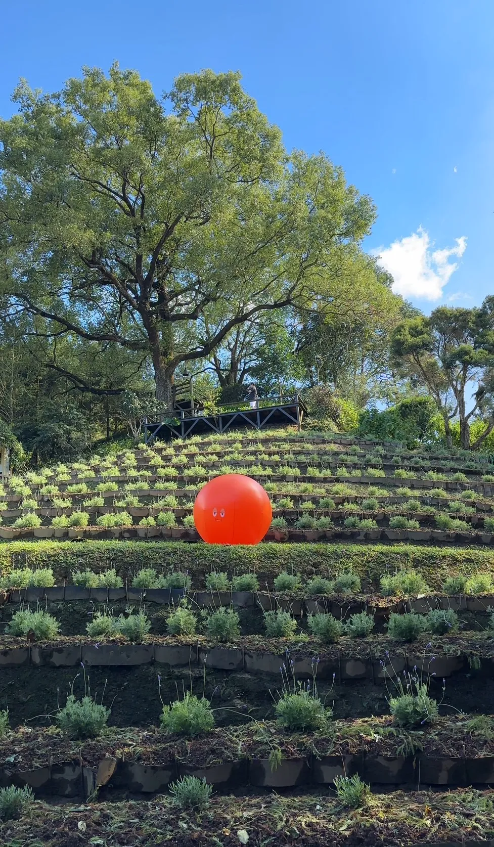 台中新社薰衣草森林》賞花海享下午茶的療癒時光，門票、花況、活動一次看！