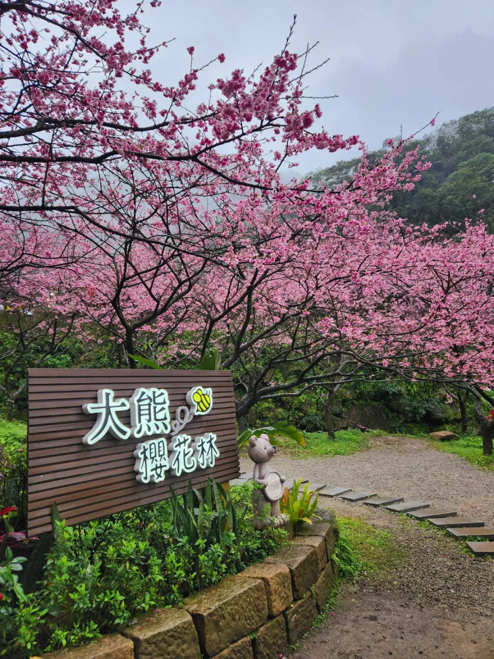 大熊櫻花林