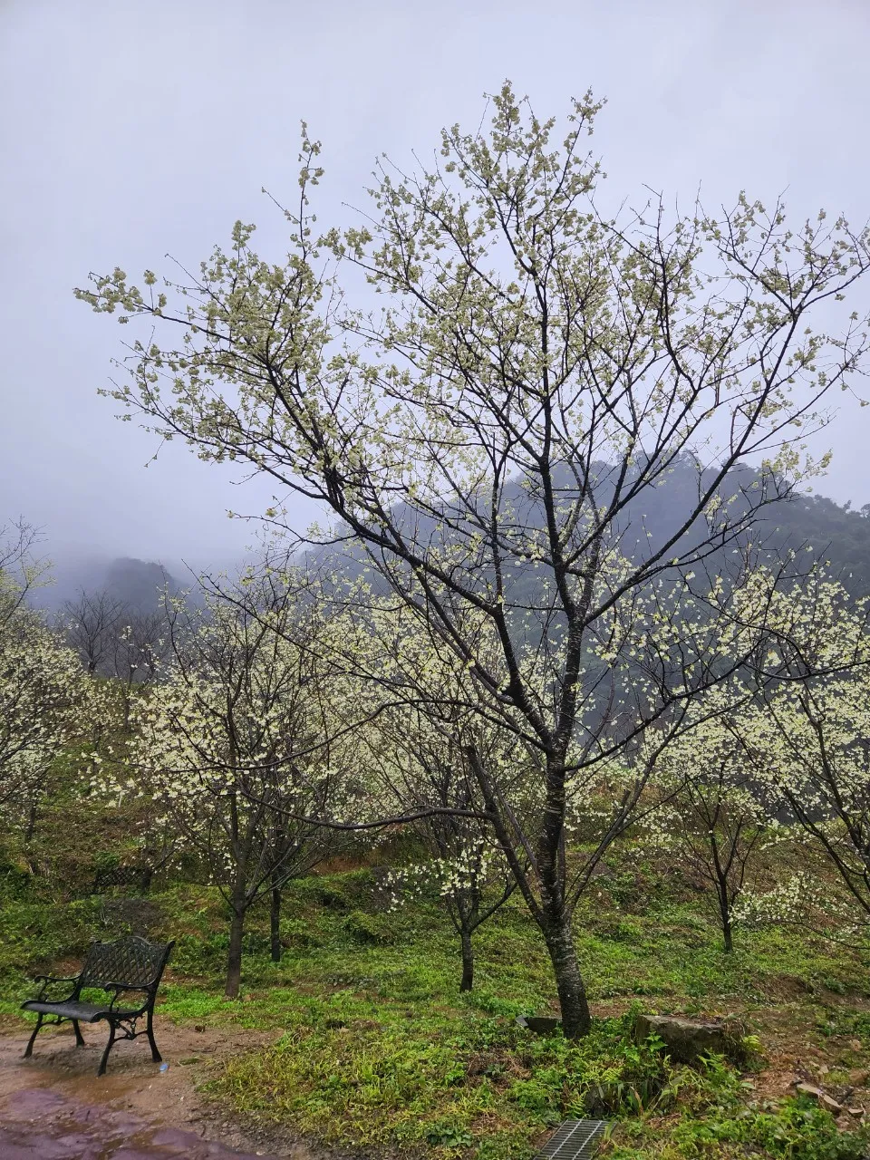 大熊櫻花林福爾摩沙櫻