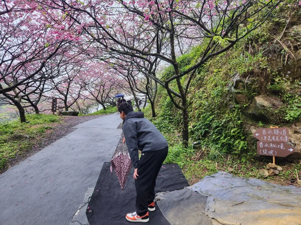 大熊櫻花林香水秘境