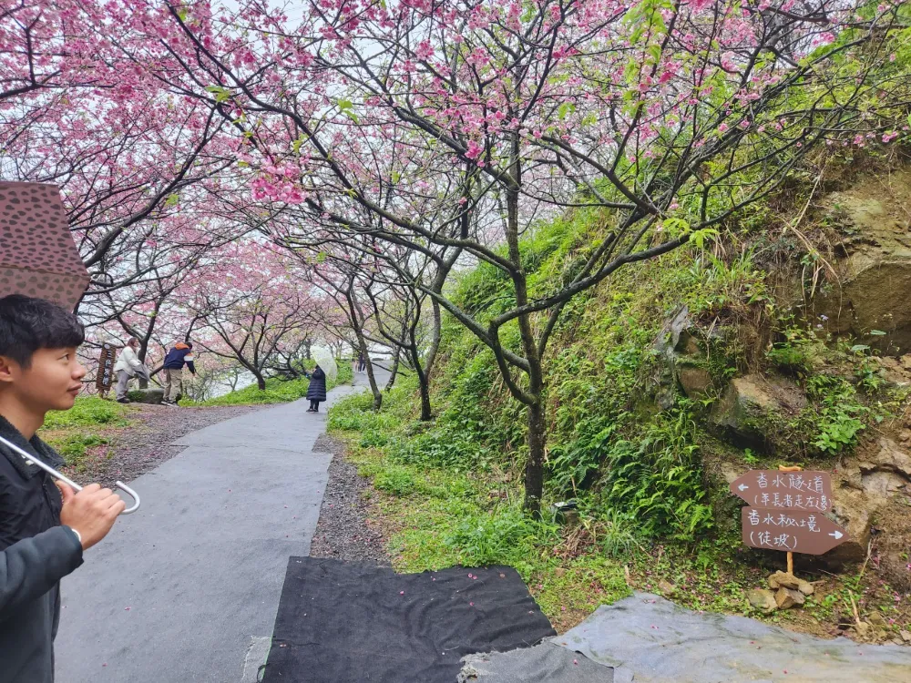 大熊櫻花林香水隧道