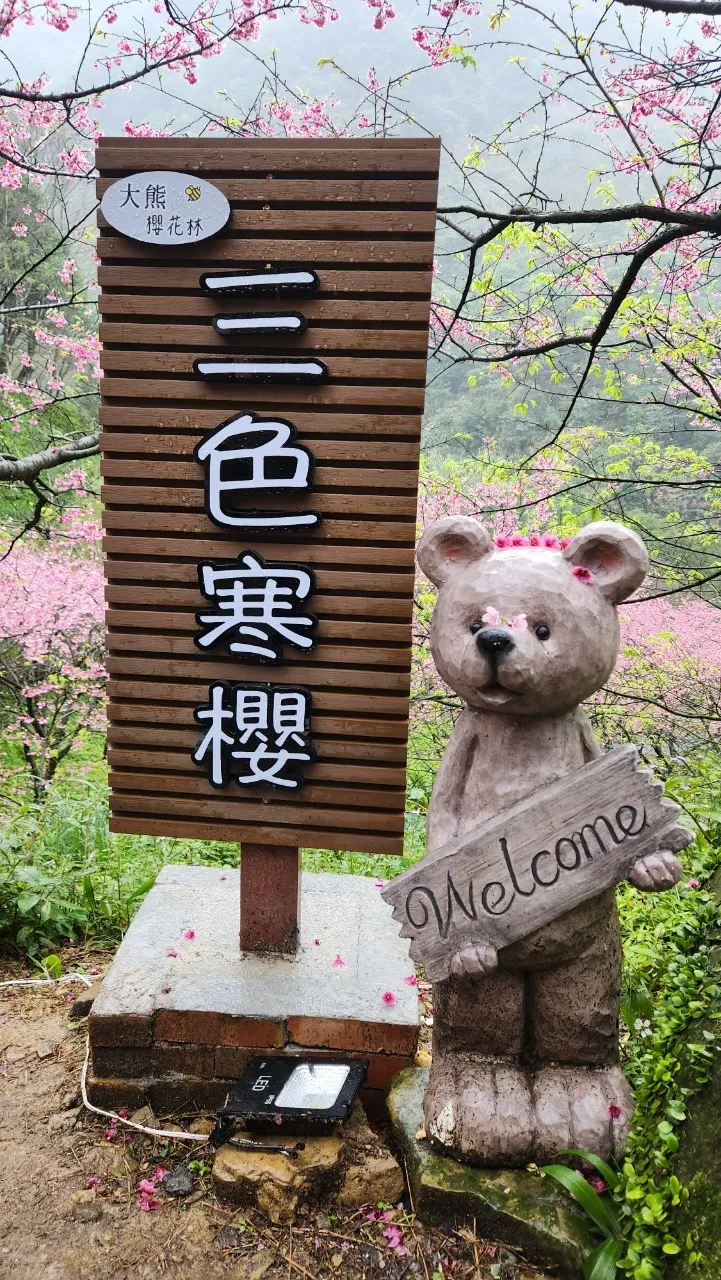 大熊櫻花林三色寒櫻