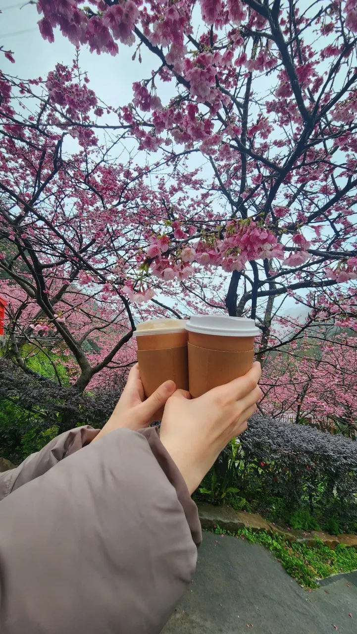 大熊櫻花林販賣部飲料
