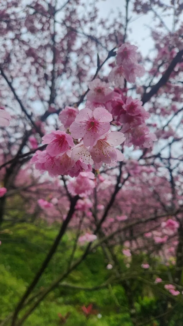 大熊櫻花林香水櫻
