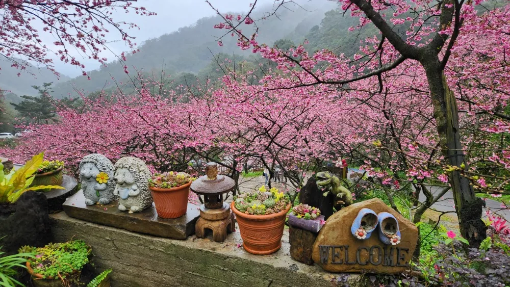 大熊櫻花林三色寒櫻