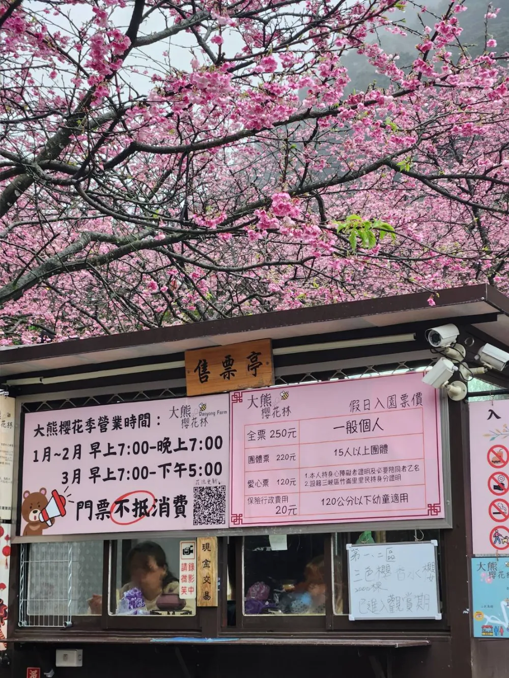 大熊櫻花林門票
