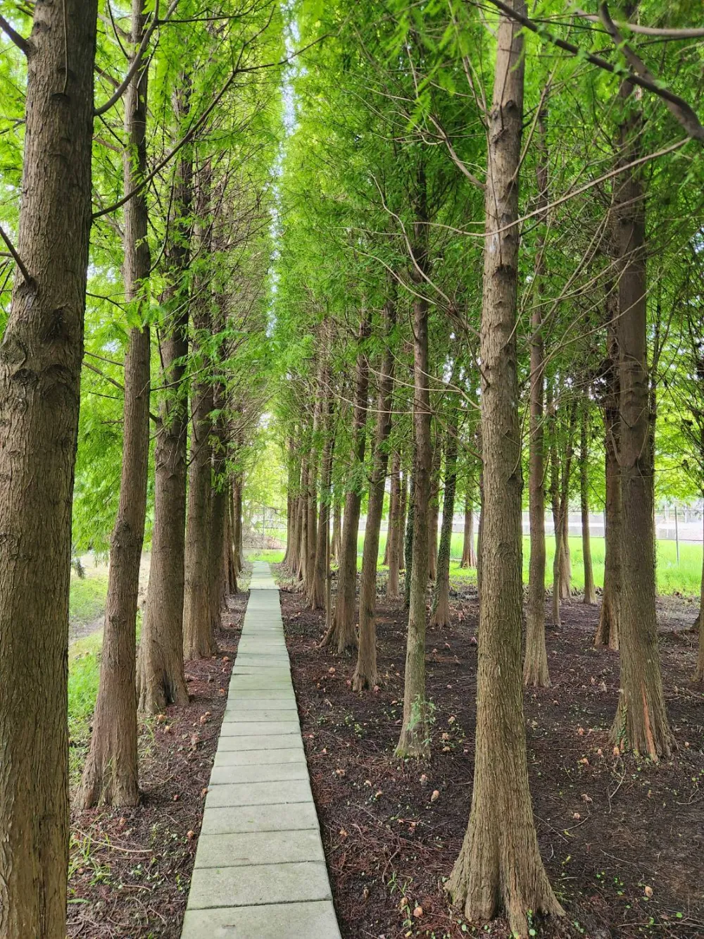 台中外埔景點落雨松秘境