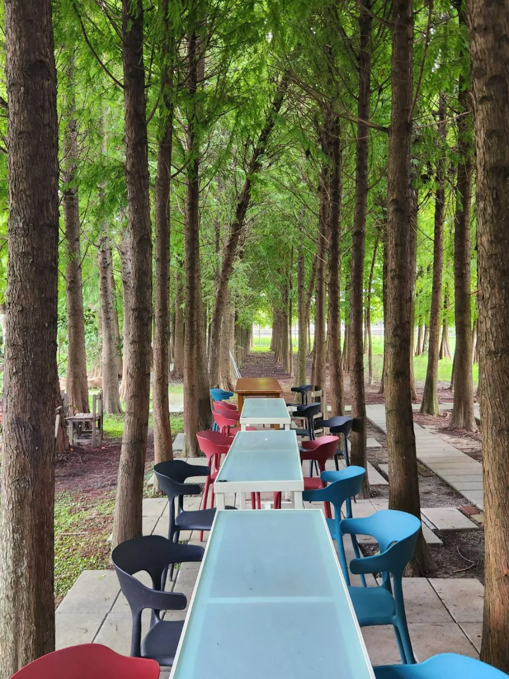 台中外埔景點落雨松秘境
