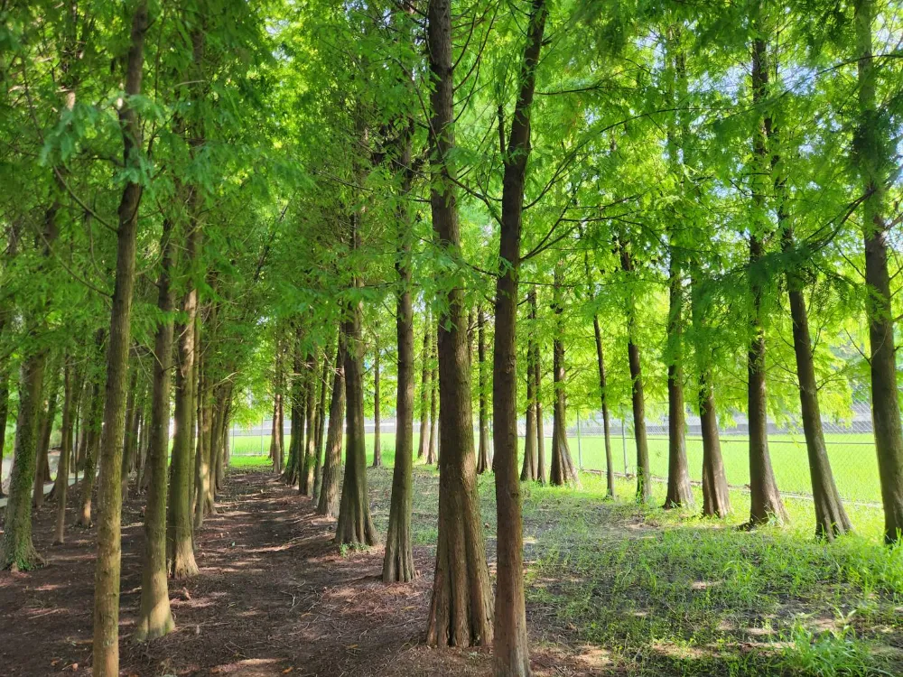 台中外埔景點落雨松秘境