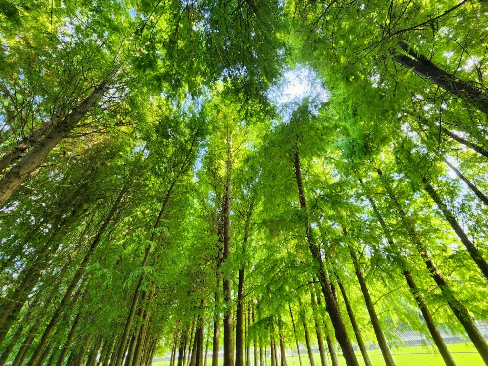 台中外埔景點落雨松秘境