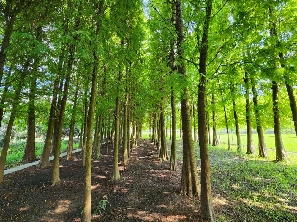 台中外埔落雨松秘境｜ST workshop 手作烘焙坊，週末限定的下午茶！