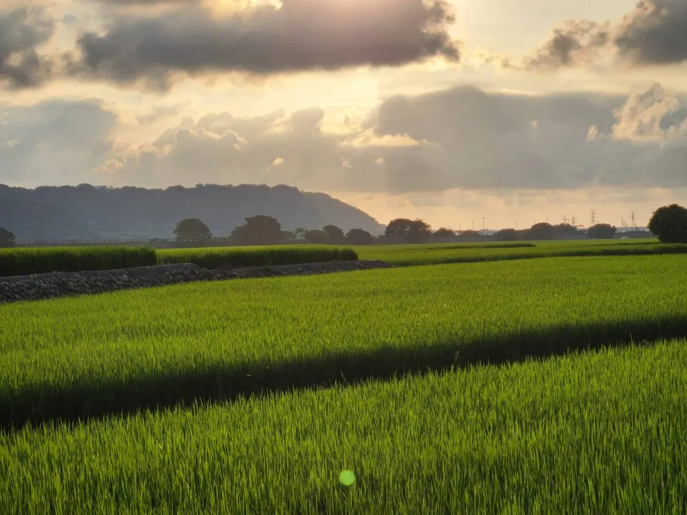 台中外埔景點忘憂谷